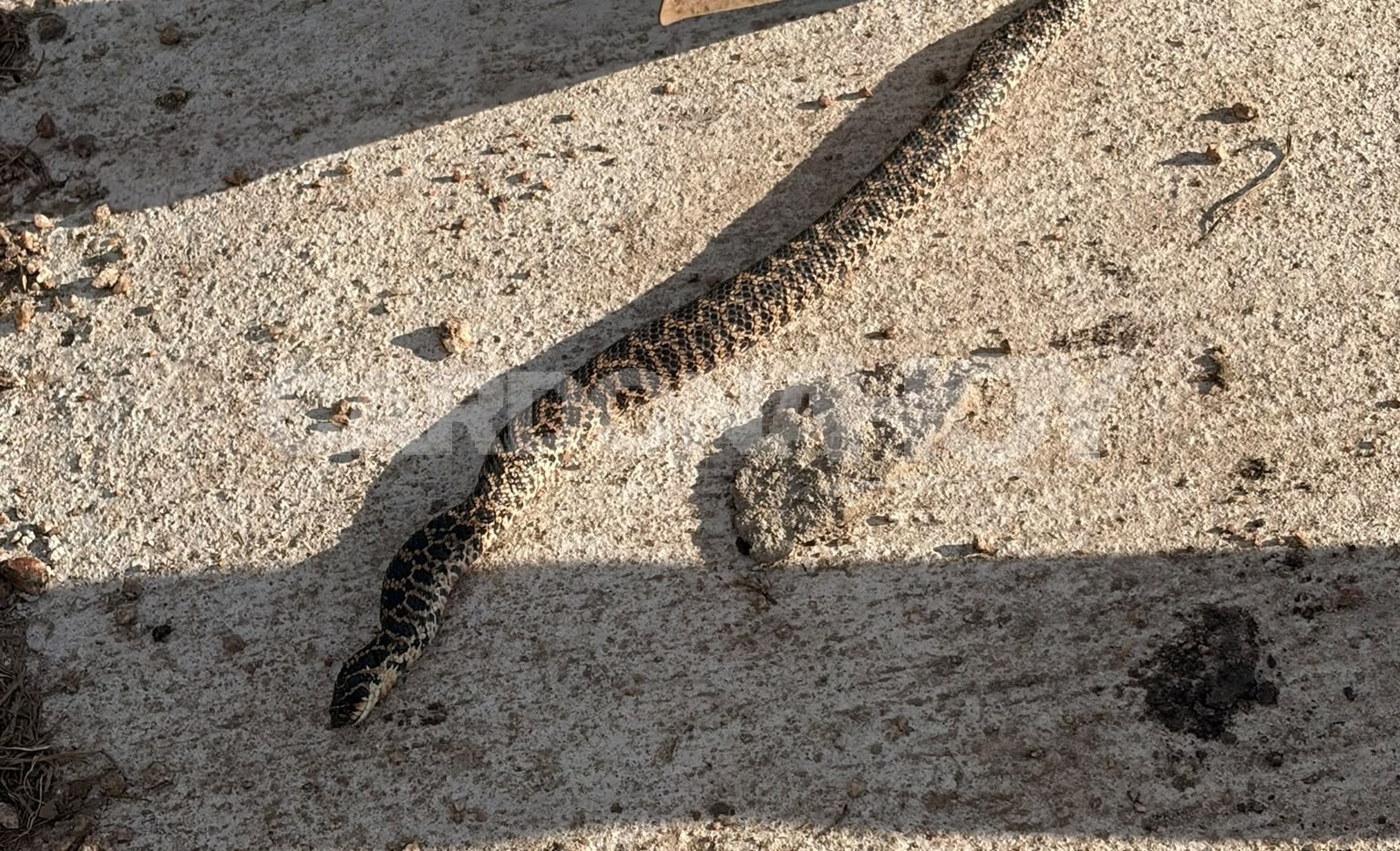Aparición de una serpiente generó preocupación en MEVIR Cardona, pero especialista descartó que fuera venenosa