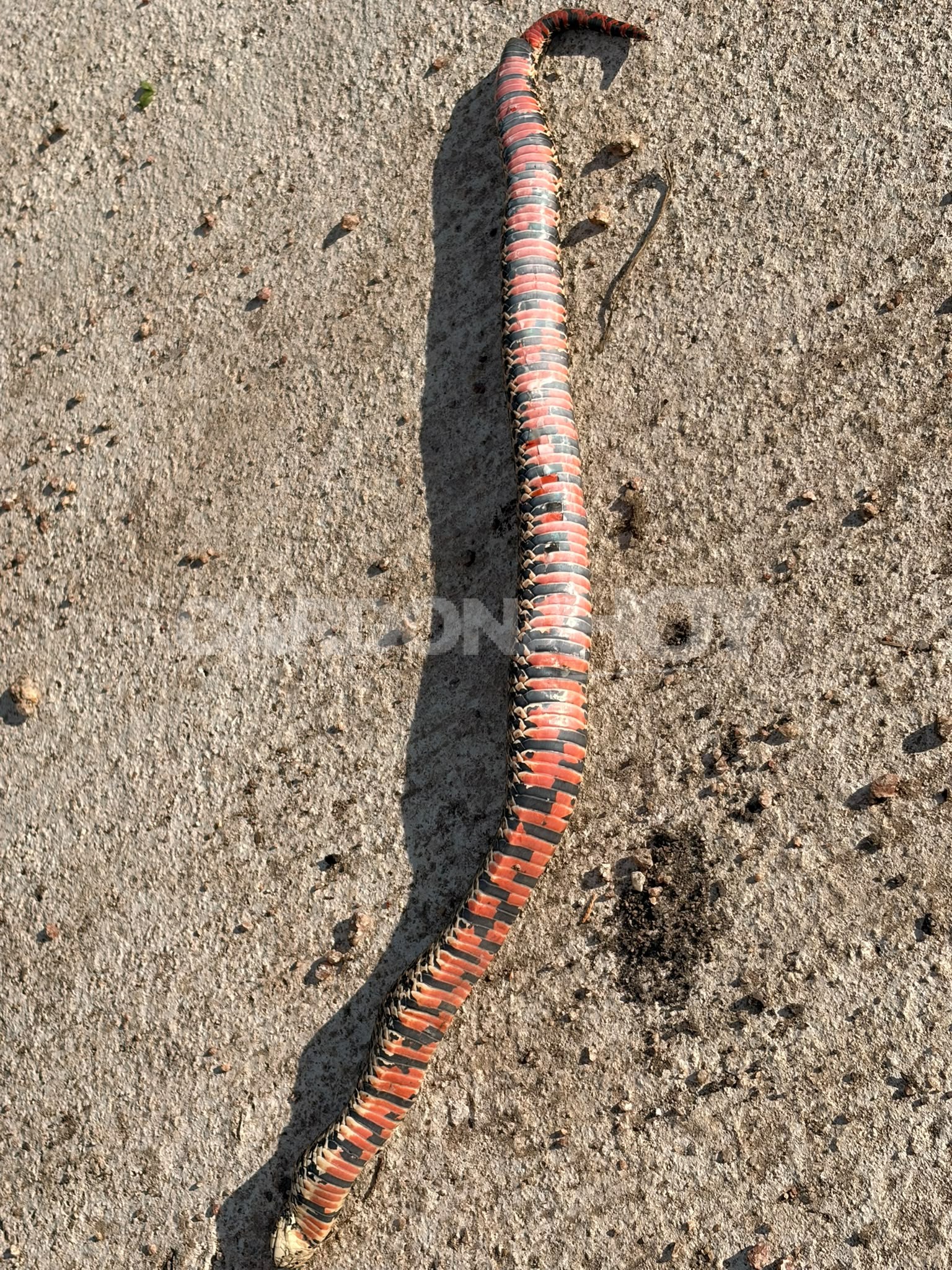 Aparición de una serpiente generó preocupación en MEVIR Cardona, pero especialista descartó que fuera venenosa — imagen 2
