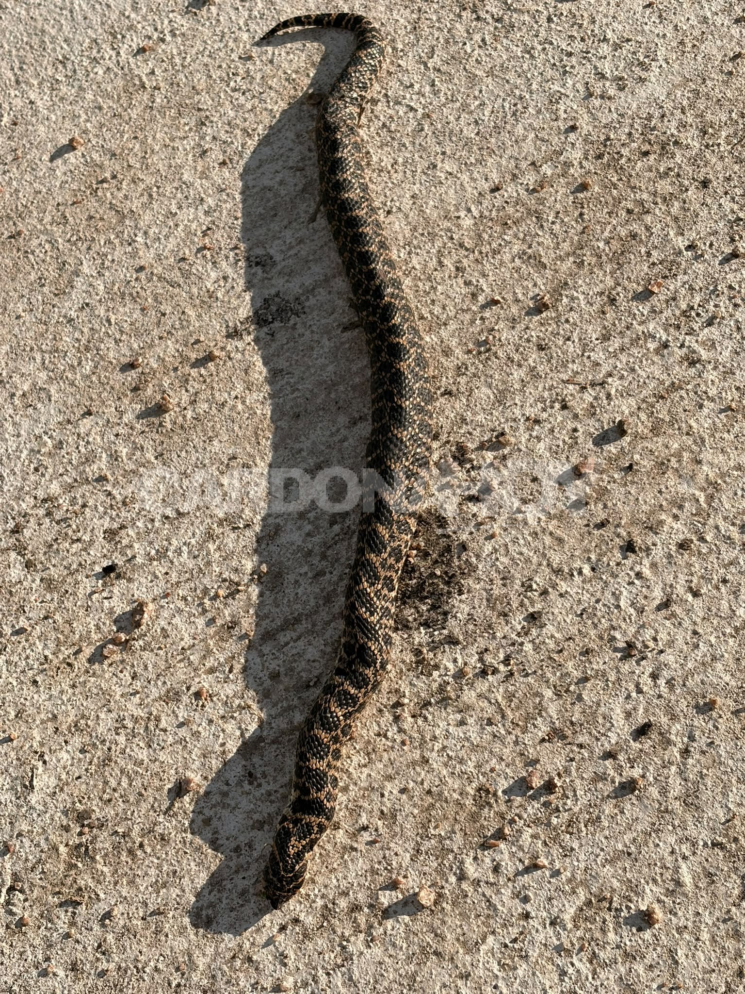 Aparición de una serpiente generó preocupación en MEVIR Cardona, pero especialista descartó que fuera venenosa — imagen 3